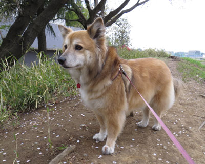 ������Ƃ��킢�Ƃ��̊�Ƃ�����