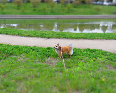 �W�I���}�Ȏ�