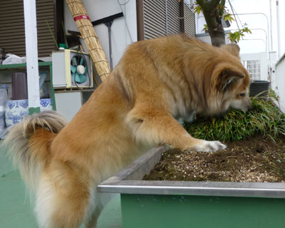 �Ȃɂ�H�ׂĂ�̂�