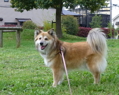 �����ԗ΂ɂȂ��Ă���