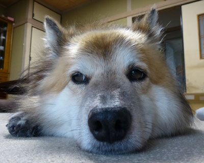 �J�̎U����������