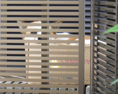 ���ɓ����Ă�Əo�Ă��Ȃ�