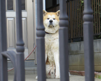 ���̎q�̓t�����h���[�ۂ��H�c����