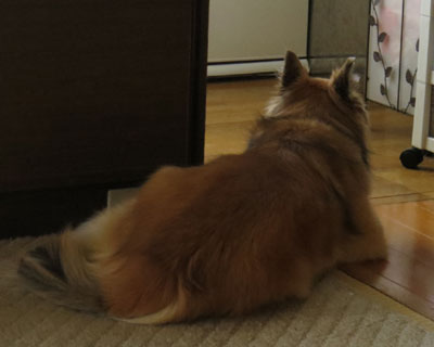 �ςȓ�����