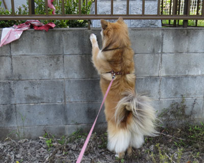 �܂����邩��