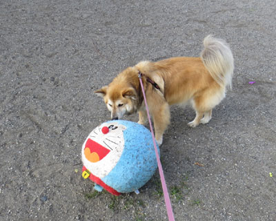 �f�J�����������Ă�