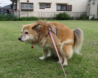 �Ő��̓g�C���ɍœK