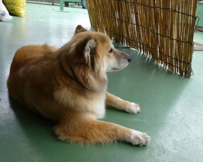 �Ă͓��A�ŐQ��