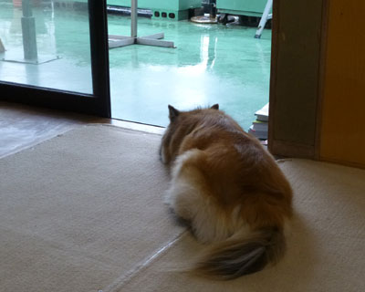 �J�̓��̓A���j���C