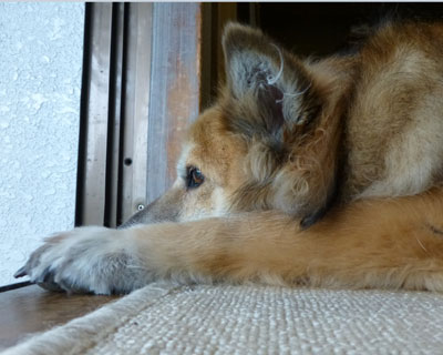 �A���j���C