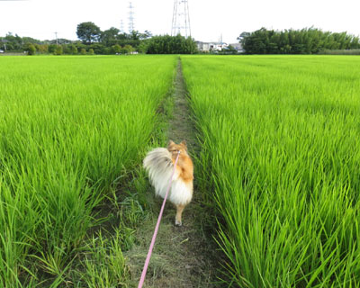 �����ɂ̓J�G�������ς�