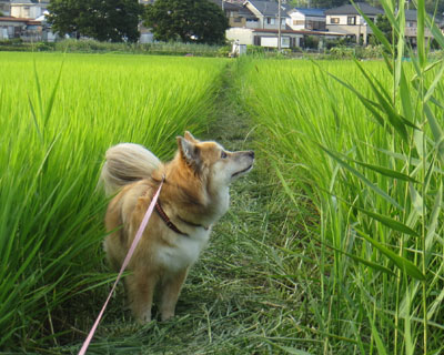 �����Ȃ�ɂ��