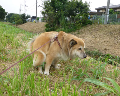 �g�C���̑���������Ă������L�т�