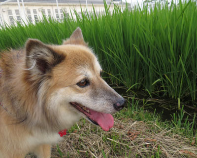 �V�����A�c��ڂɍŌ�̐�������