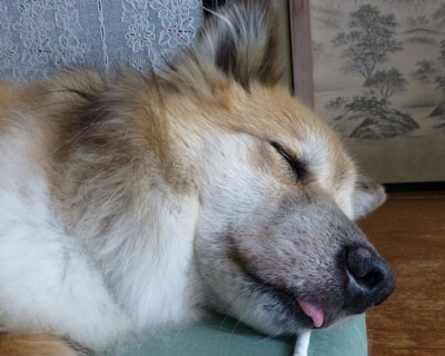 ���̂܂ܐQ��