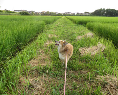 ��͂R�����ł��ꂾ���L�т�