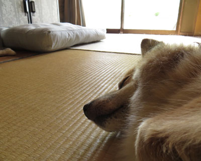 �V�����x�b�h�͂����ɂ͏��Ȃ�