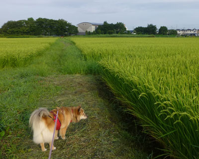 �z���o�Ă���