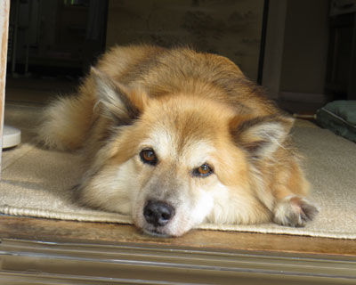 ��������Ȃ��߂�