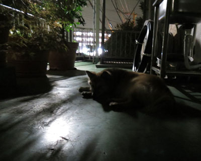 ��ł��؉A�ɐQ��