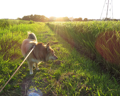 �z������ĉ��΂�ł�����