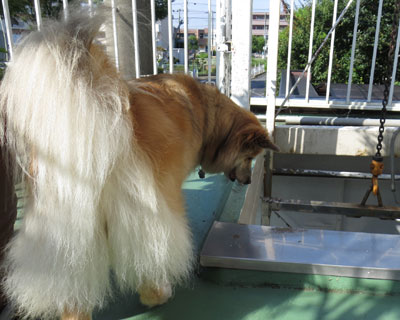 ���t�g�ɏ��x�ꂽ