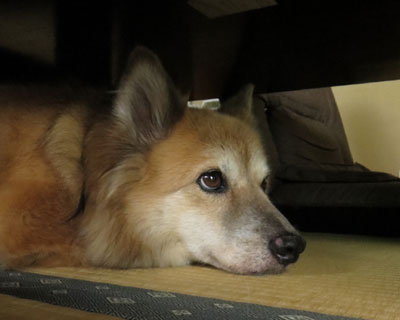 �܂���Q��