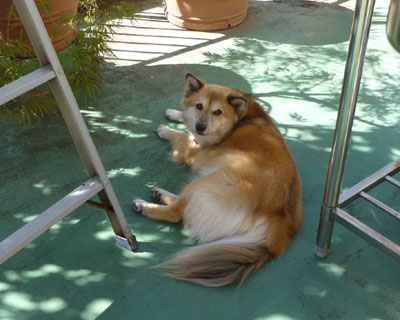 ���A���L���Ă���{�͂���