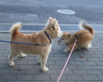 �s���|���_�b�V���̂悤�Ɉ��A���ē�����