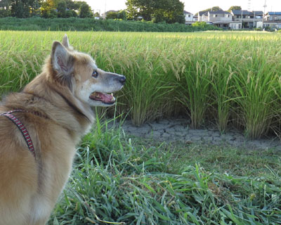 �J���~��Ȃ��˂�