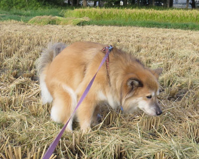 �ŋ߂̐؂芔�͒����ĕ����ɂ���