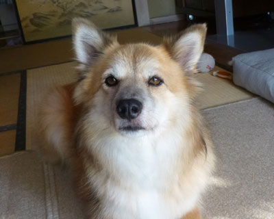 �H�͂��͂��҂悤�ɂȂ�