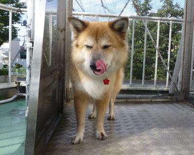 ������͕֗�����