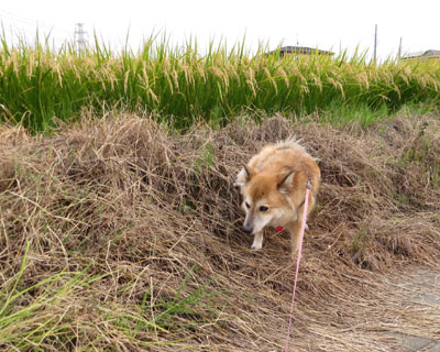 1200mm�ɂ͌����ĂȂ��񂶂�Ȃ��H