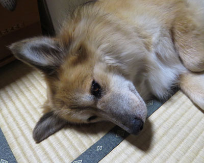 ��������ق��Ƃ��Ă�