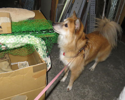 ��΂���͂�