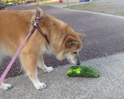 �����肩���̃S�[���������Ă�