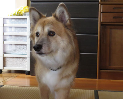 ���킢��������