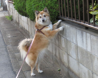 ���������悭����