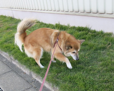 �R�i�J�̎Ő�����D��