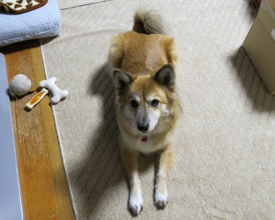 �������Ȃ��ƕ������邼