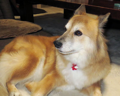 ����ɏo����ăN���X�}�X���{�����������