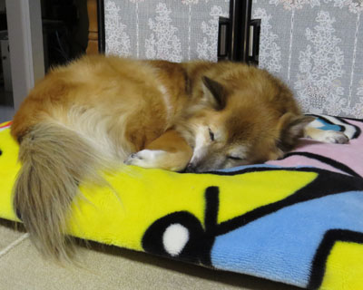 �P�Q���̓|�P�����ѕz