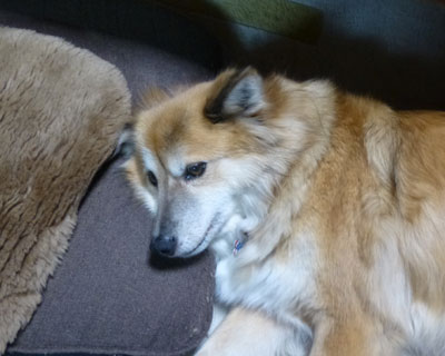 ���ɂ��g����