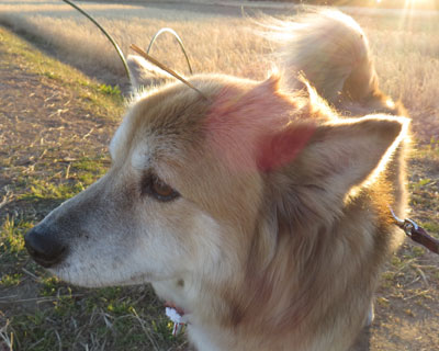 ���ɂȂɂ��h������