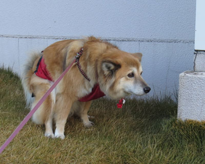 �R�i�J���񂷂݂܂���