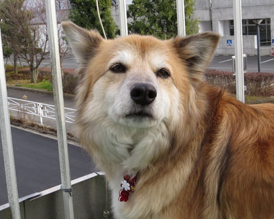 �N���X�}�X�͂����I������̂Ƀ��{�����܂�