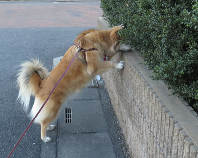 �悭���ׂȂ���