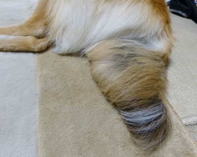 �Ƃ��ǂ������ۂ��c���[����