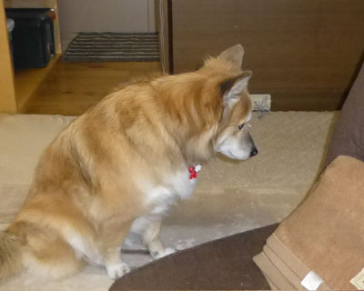 ���֎q�ɖѕz��